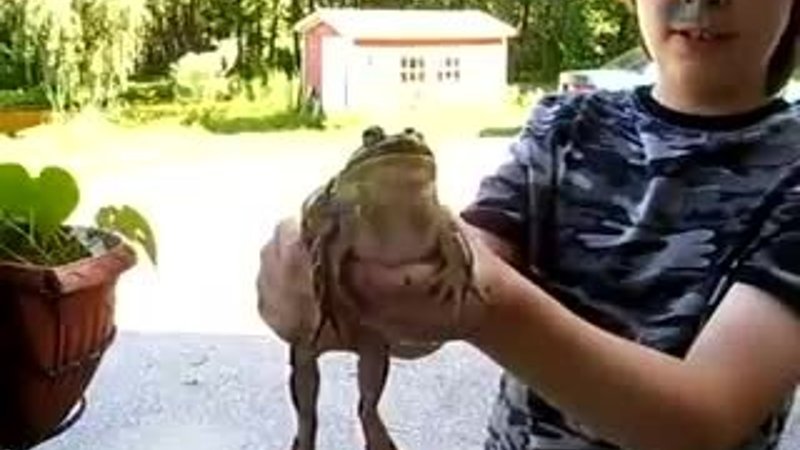 Bebek gibi ağlayan kurbağa