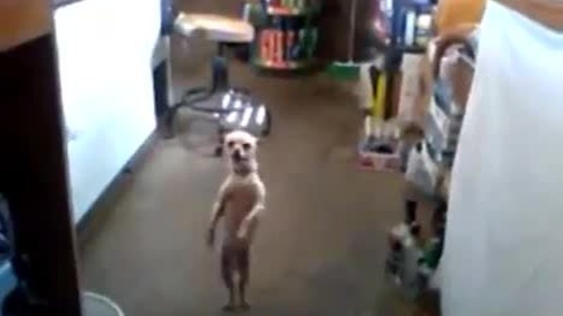 Köpekten salsa şov