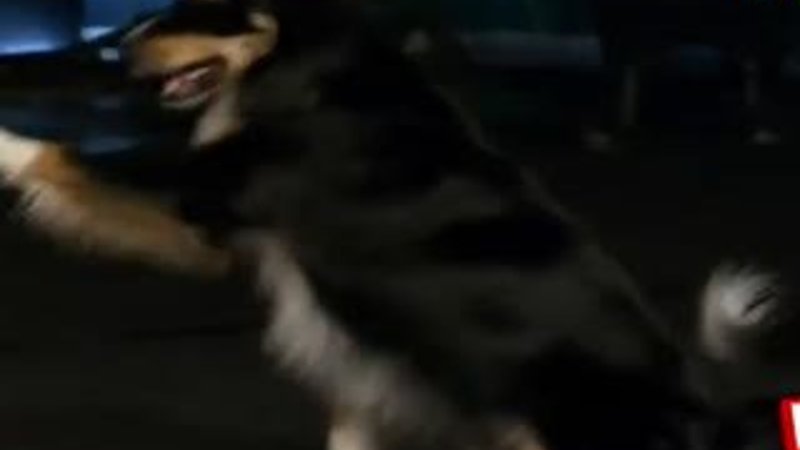 Yetenek Sizsiniz'de Gangnam dansı yapan köpek Cash