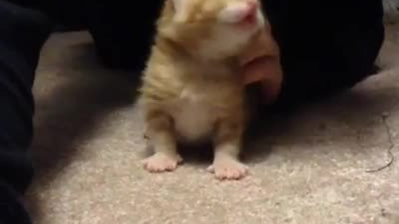 Şirin yavru kedinin masaj keyfi
