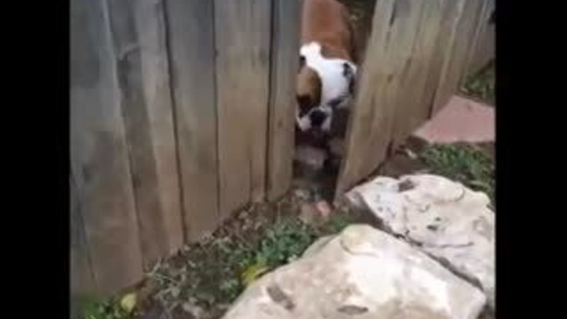 Hayvanlarla Top 100 Vine