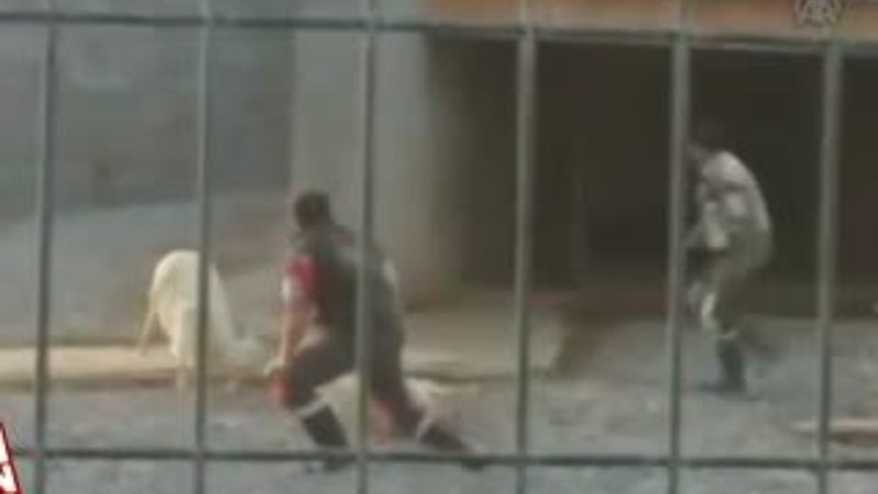 Kavgayı ayırmaya çalışan görevli geyiğin altında kaldı