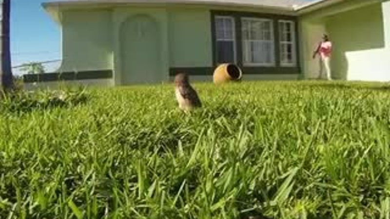 Baykuşların ilginç hareketleri