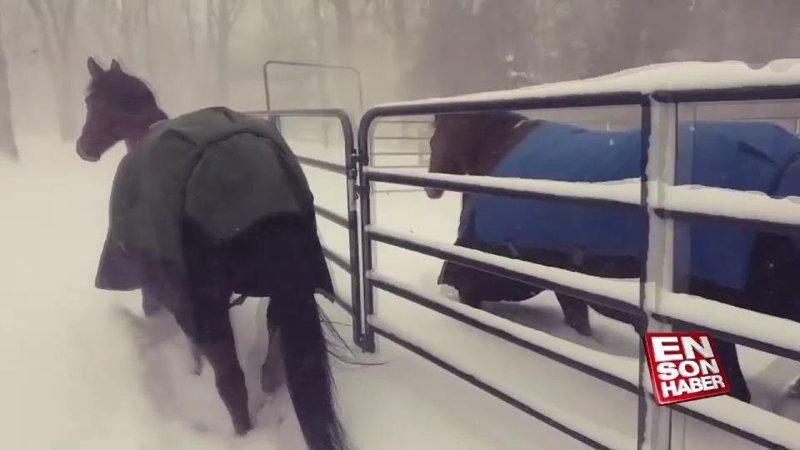 Kar gören atların komik tepkisi