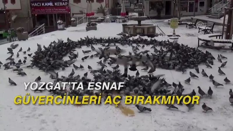 Yozgat'ta esnaf güvercinleri aç bırakmıyor