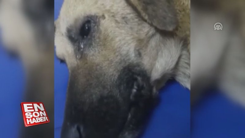 Aracın çarptığı köpeğin gözyaşları yürek burktu 