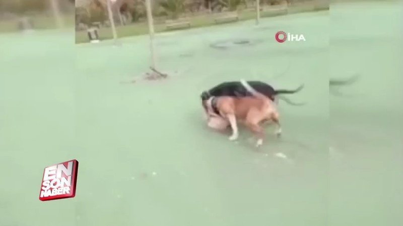 Magandanın köpeklerin önüne attığı kedi telef oldu