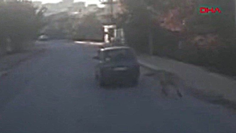 Mersin'de köpeği otomobile bağlayıp koşturdu