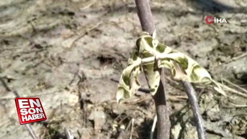 Nadir görülen mekik kelebeği Hakkari'de ortaya çıktı