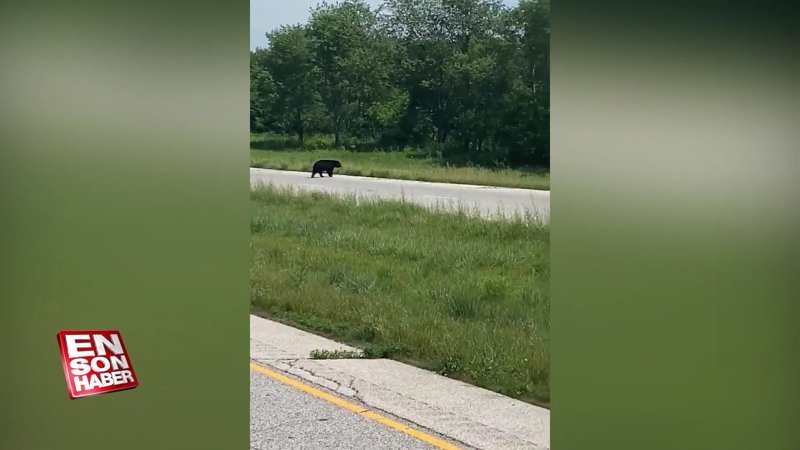 Eşini arayan ayı yollara düştü 