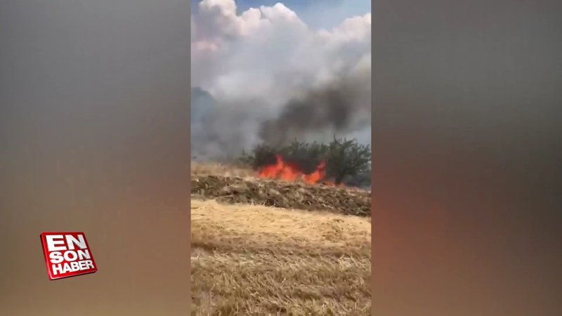 Çanakkale'de orman yangını
