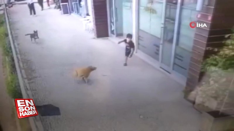 Eyüpsultan'da çocuğa köpek saldırısı