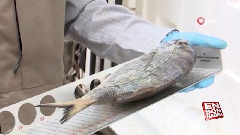 Bursa'da balık sezonu başladı, denetimler arttı