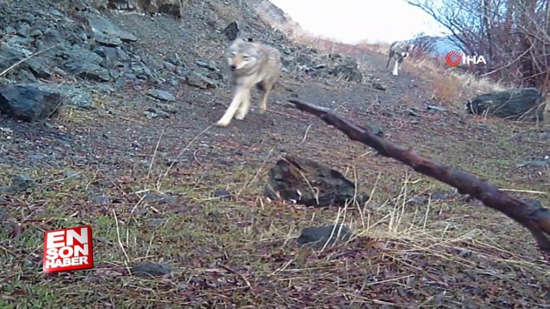 Bayburt’ta kurt sürüsü fotokapanla görüntülendi