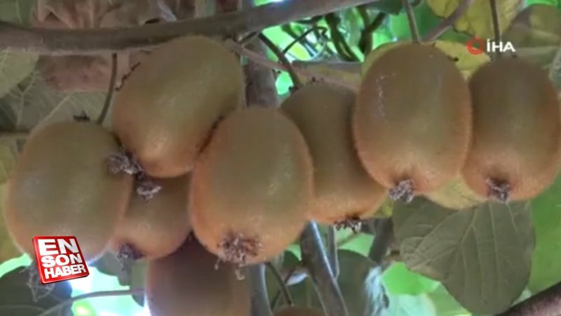 Ordu'nun fındığından sonra kivisi de revaçta