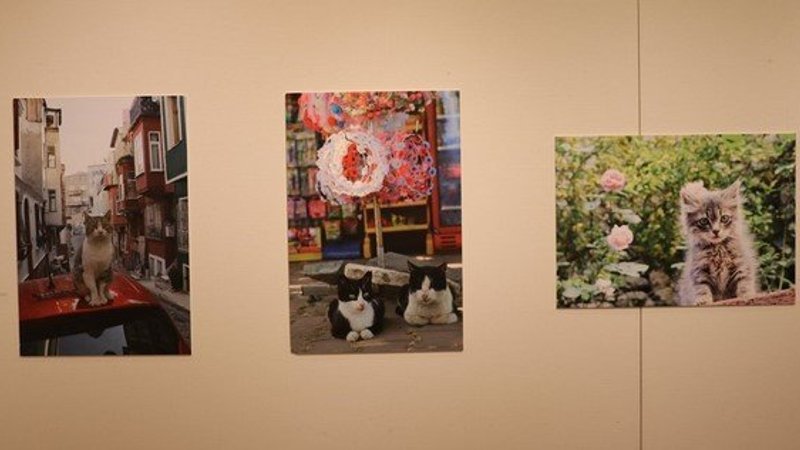 Tokyo’da 'Türk Kedisi' fotoğraf sergisi 