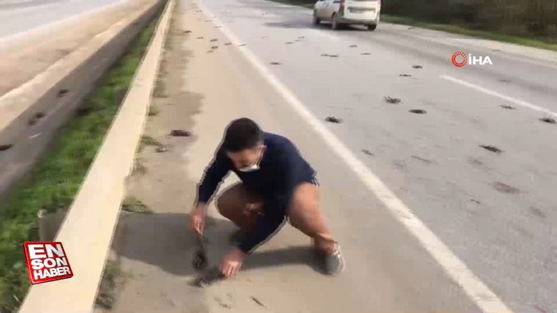 Sakarya'da D100 karayolundaki ölü sığırcık kuşları, görenleri şaşkına uğrattı