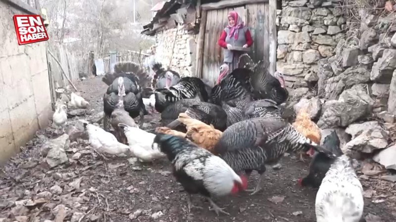 Karabük'te Eflani hindisi yılbaşı sofrasına hazır