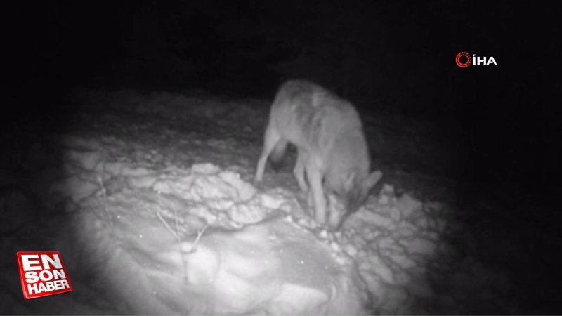 Ardahan'da vahşi yaşam fotokapana yansıdı