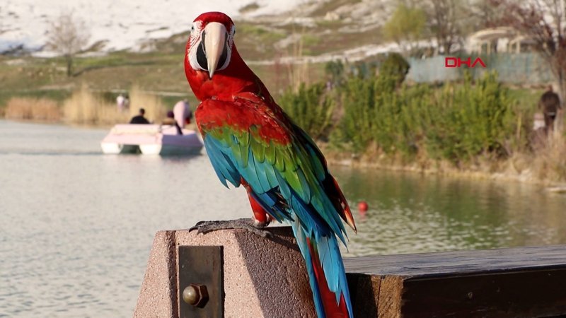 Denizli'de papağan ile sahibinin 6 yıllık dostluğu