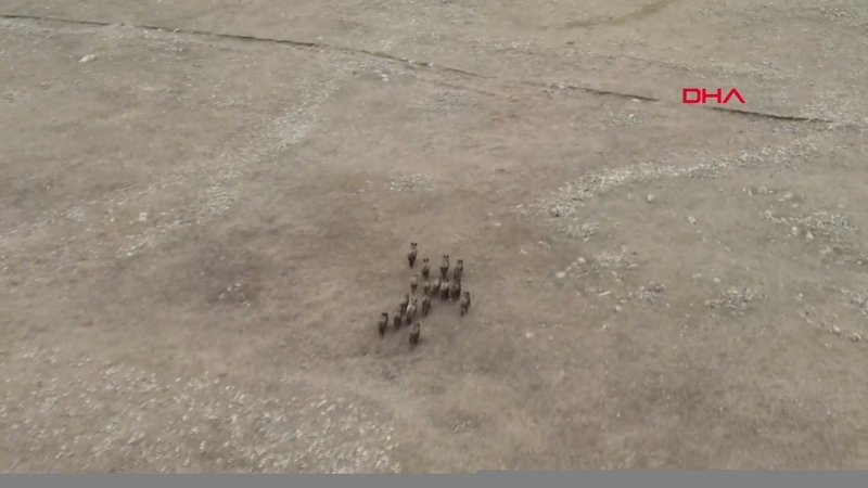 Kars'ta domuz sürüsü drone ile görüntülendi
