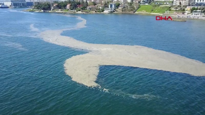 İstanbul Tuzla'da sahil deniz salyasıyla kaplandı