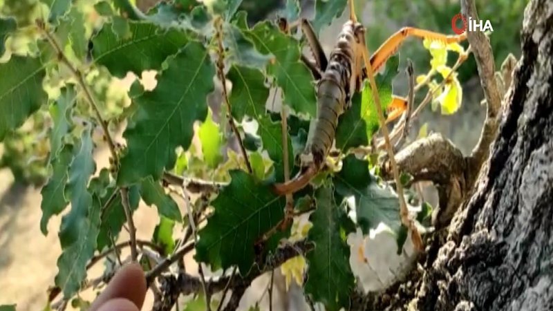 Batman’da dev etçil çekirge görüldü