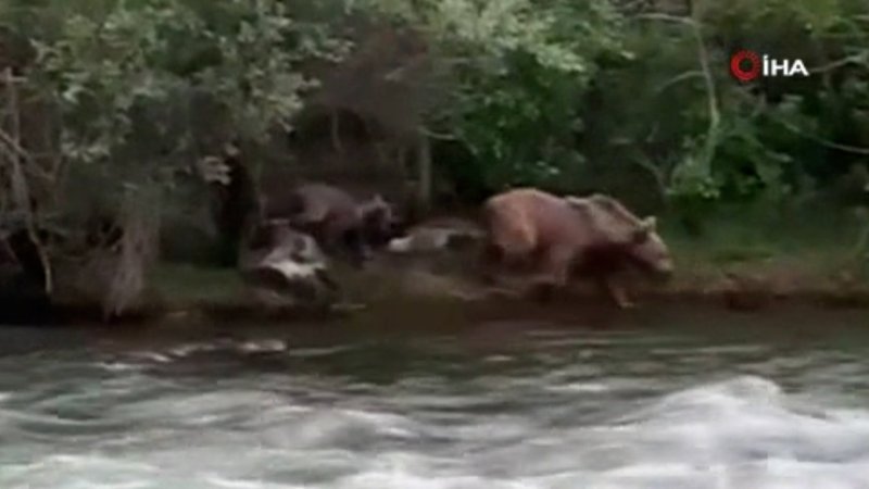 Tunceli’de anne ayı, sudan korkan yavrusu için geri döndü