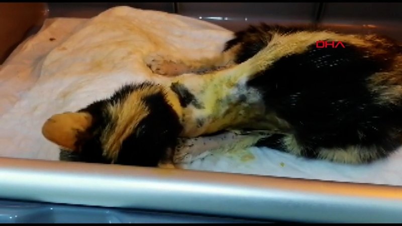 Esenler’de kedilerin bacağı ve kuyruğu kesildi