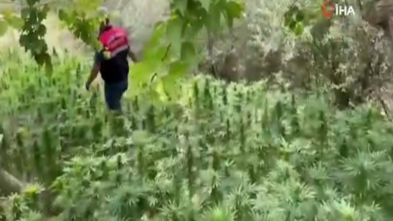 Malatya'da kayısı bahçesine hint keneviri eken şahıs yakalandı