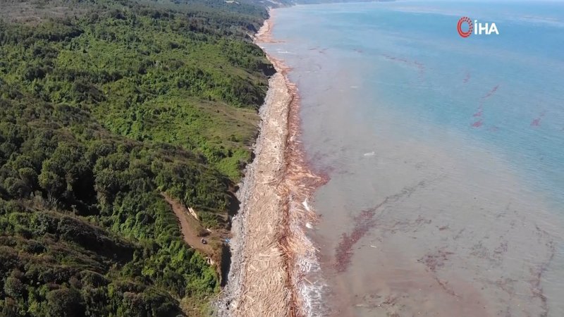 Karadeniz'de sel sularıyla toplanan tomruklar, denizi örtü gibi kapladı