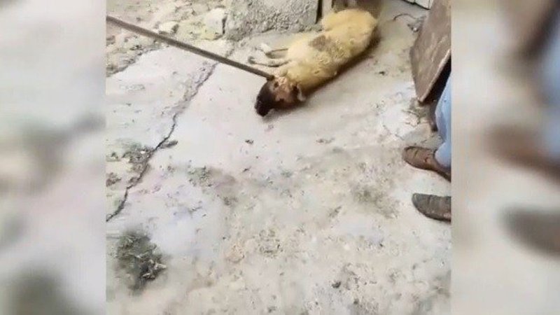 Siverek’te tepki çeken görüntü: Köpeği sürükleyerek çıkarttı