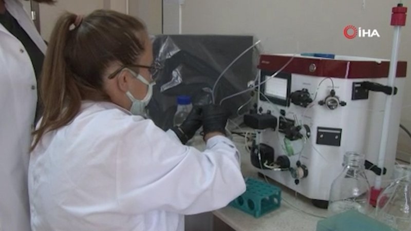Koronavirüse karşı bitkiden üretilen kokteyl aşı, insan deneyine hazır