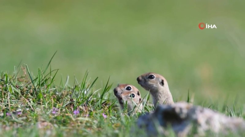 Isparta'da yer sincaplarının drone şaşkınlığı
