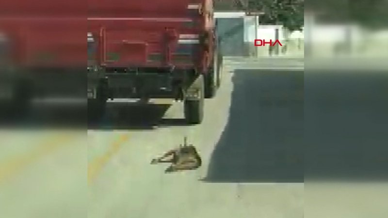 Traktörün römorkuna bağladığı köpeği metrelerce sürükledi
