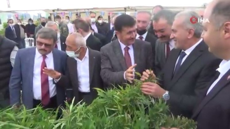 Burdur’da yılın ilk kenevir hasadı gerçekleştirildi