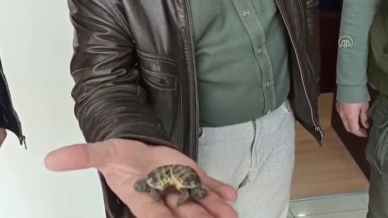 Pamukkale travertenlerinde siyam ikizi kaplumbağa bulundu