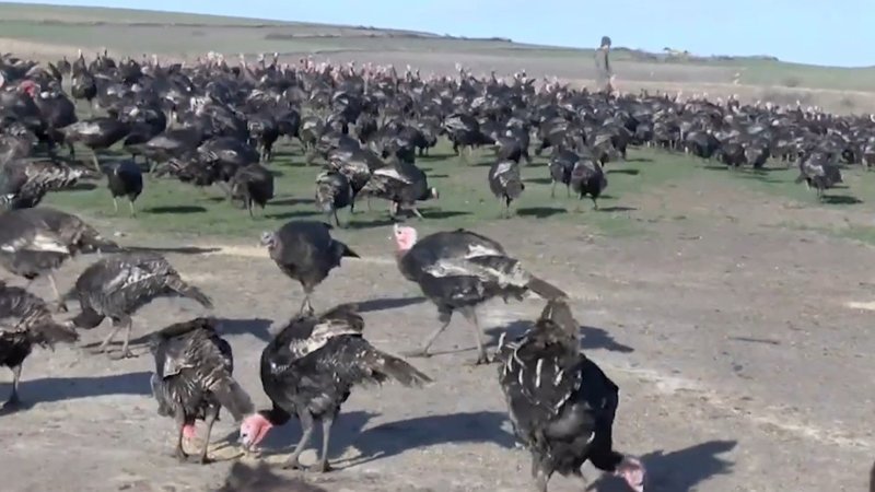 Yılbaşı hindisi satışları erken başladı