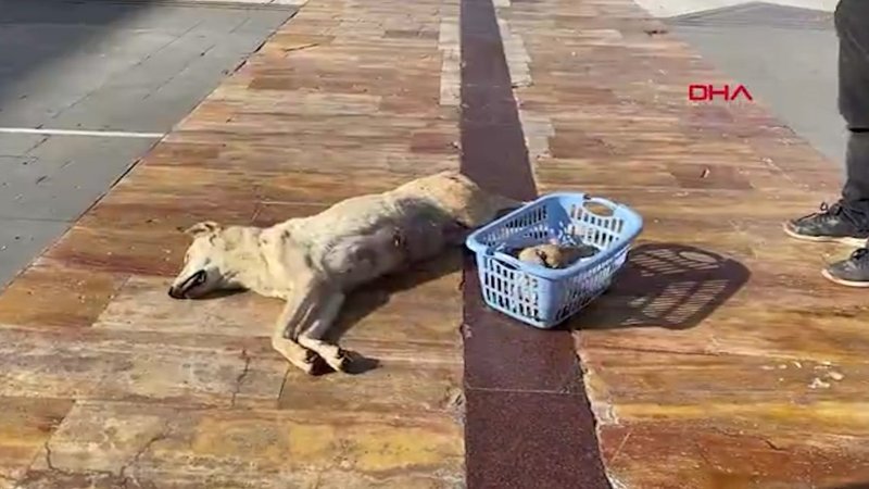Konya'da köpeğin tüfekle vurulmasına tepki