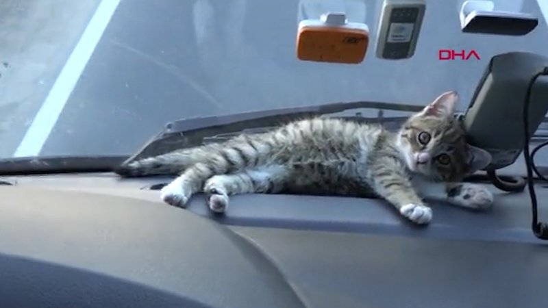 Trabzon’da araçtan fırlatılan kedi, tır şoförünün yol arkadaşı oldu
