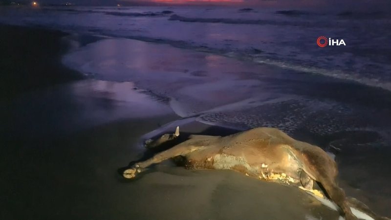 Zonguldak'ta sahile ölü inek vurdu