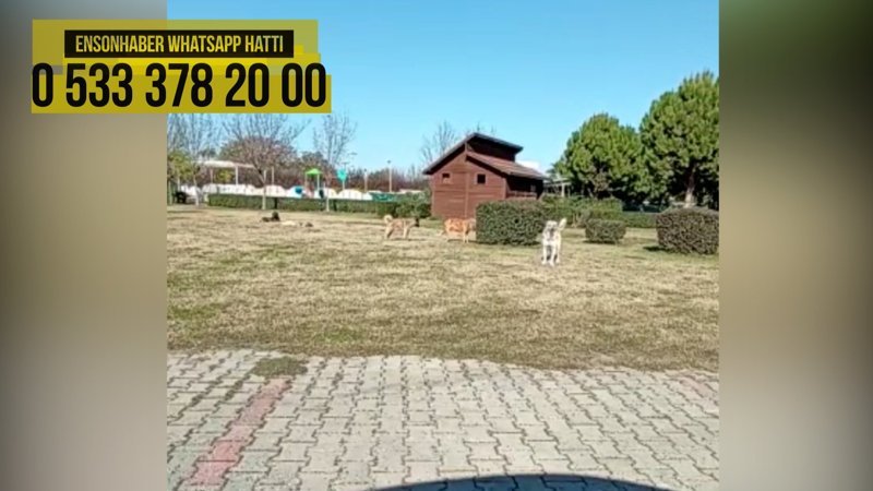 Adana'da vatandaşın belediyeye sokak köpeği isyanı