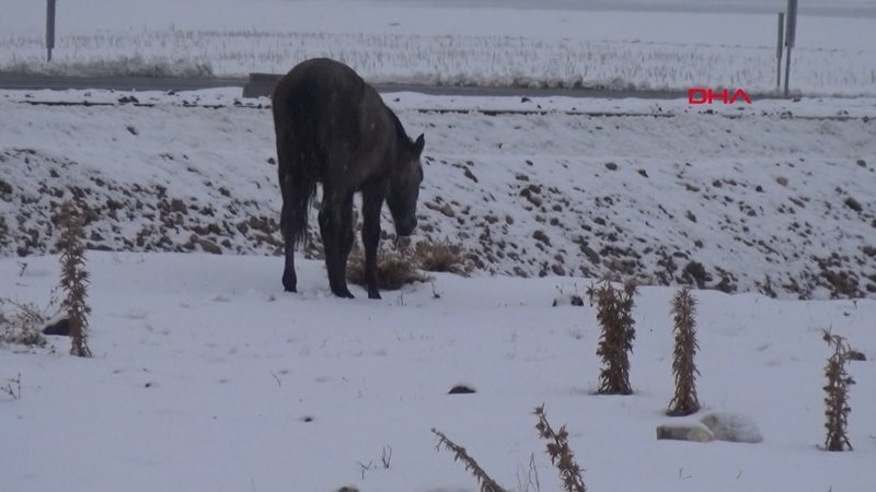 Bingöl'de atlar, donmak üzereyken kurtarıldı
