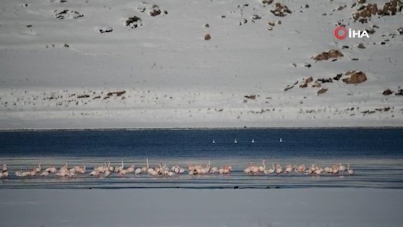 Flamingolar bu kış Van'ı terk etmedi