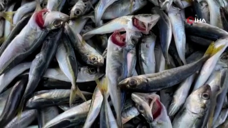 Denizlerden istavrit fışkırıyor