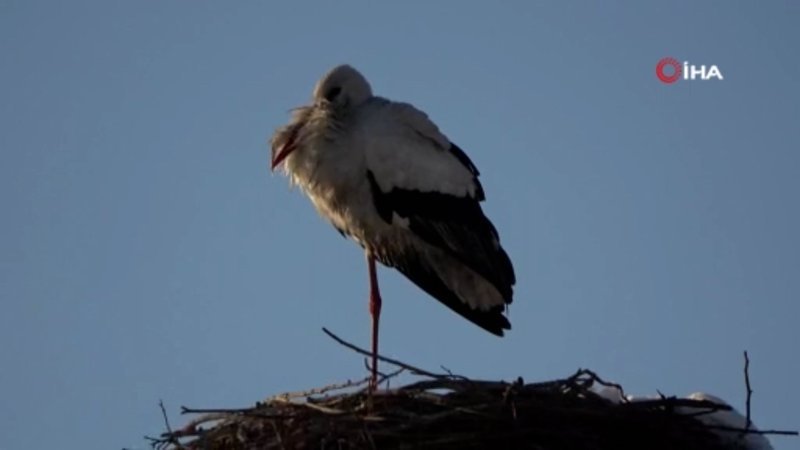 Hakkari'de göç etmeyen leylek köyün maskotu oldu