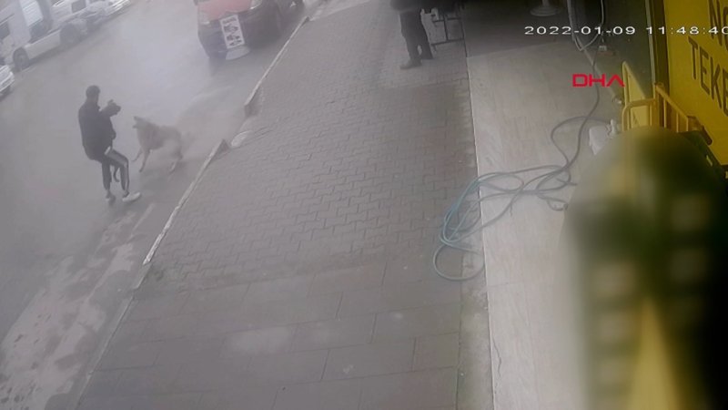 Sakarya'da köpeğine saldıran sokak köpeğini bıçakladı