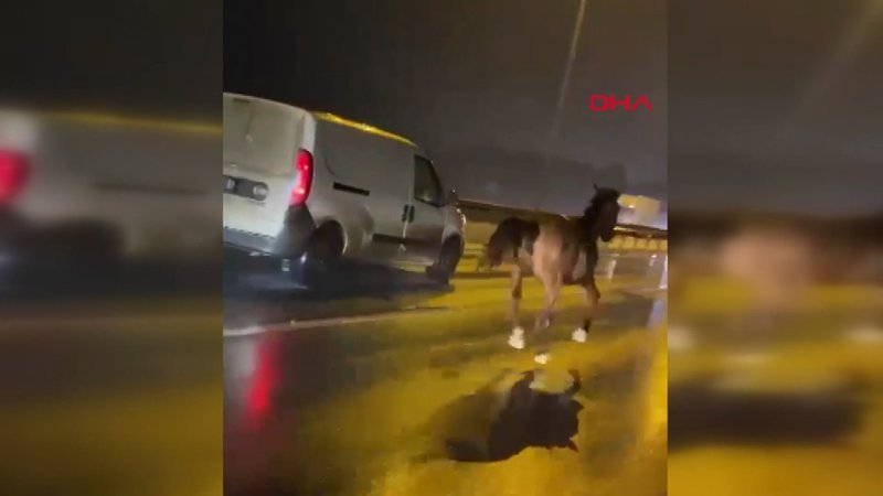 İstanbul'da otoyolda koşan atı sürücü görüntüledi