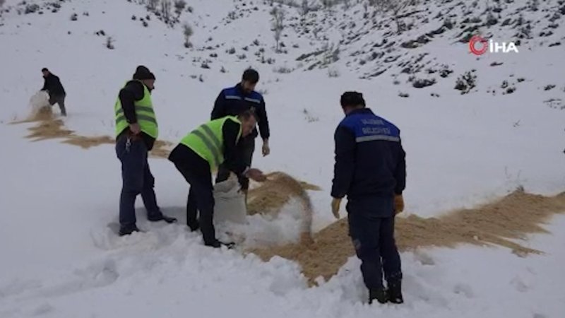 Tanin Dağlarına kepçelerle ulaşılıp yem bırakıldı