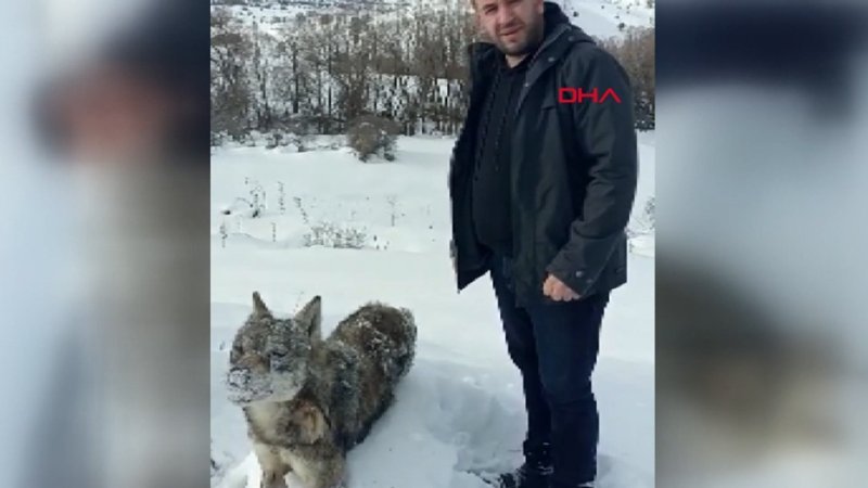 Sivas'ta karlı arazide donmuş kurt bulundu